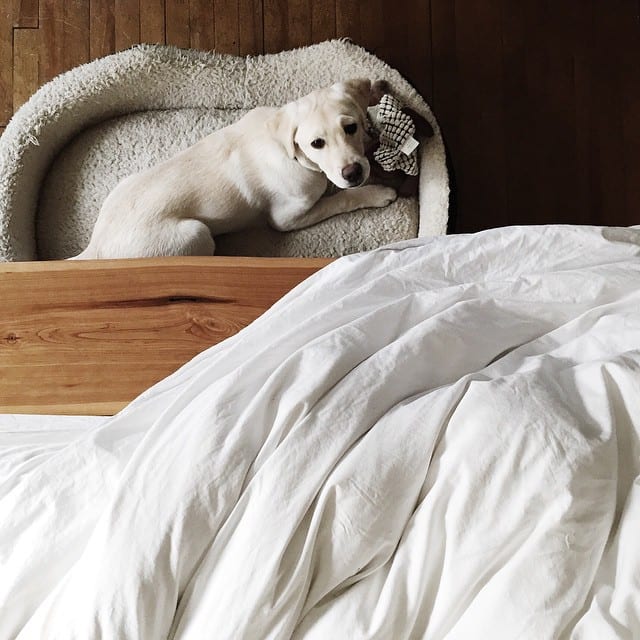 Graduating_from_kennel_to_dog_bed.
