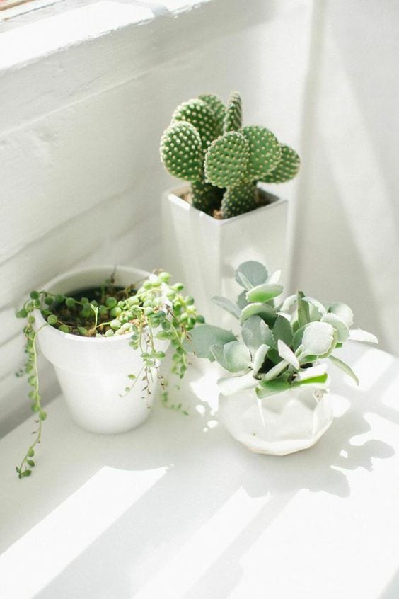 6 Easy-to-Grow, Can't-Kill Houseplants For Beginners – Wit & Delight