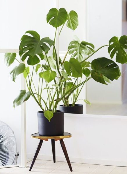 6 Easy-to-Grow, Can't-Kill Houseplants For Beginners – Wit & Delight