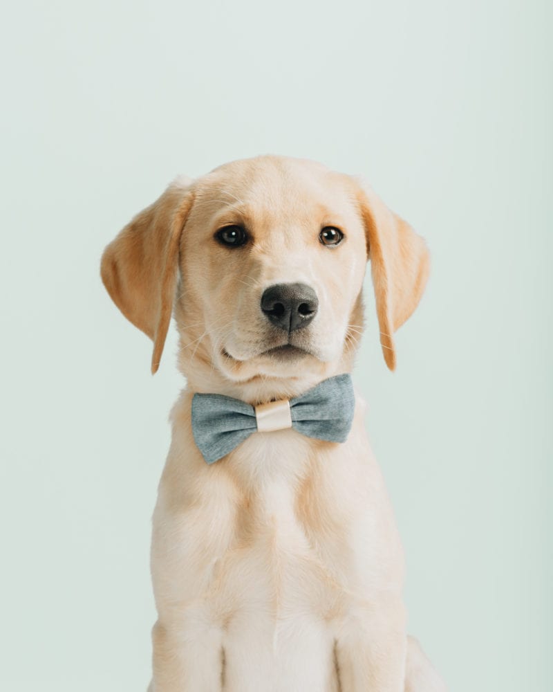 W&D Launches Limited-Time Travel and Pet Collection with Target! – Wit & Delight