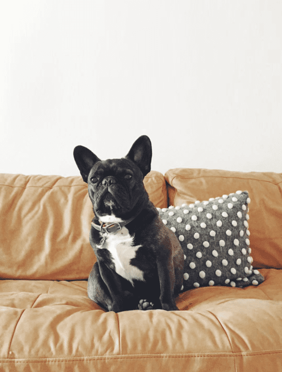 Everything I Love Started with a Dog