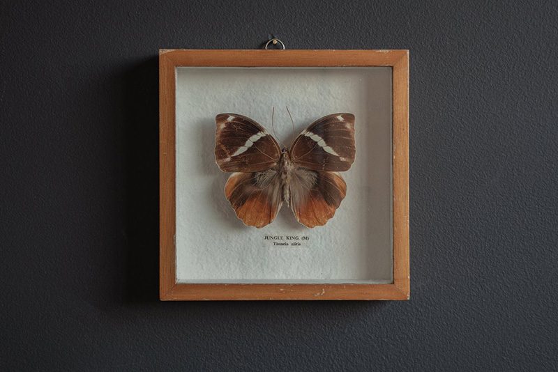 Framed Butterfly Wit & Delight