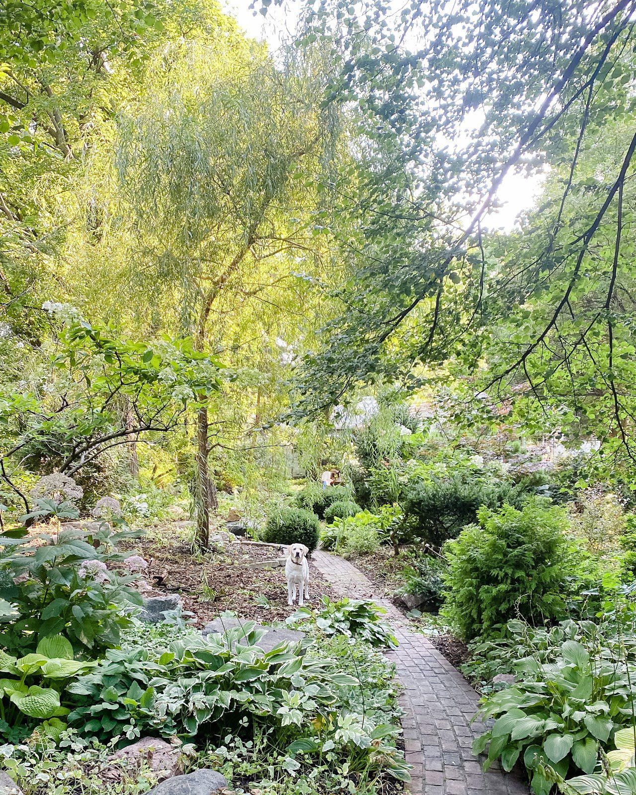 A lush, green backyard garden in peak growing season with a dog standing in the middle.