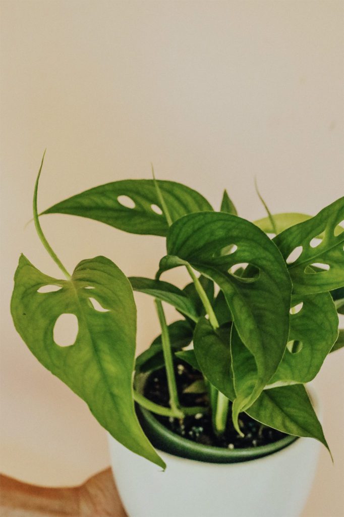 The Most Common Reasons Your Houseplants Are Dying—and How to Save Them