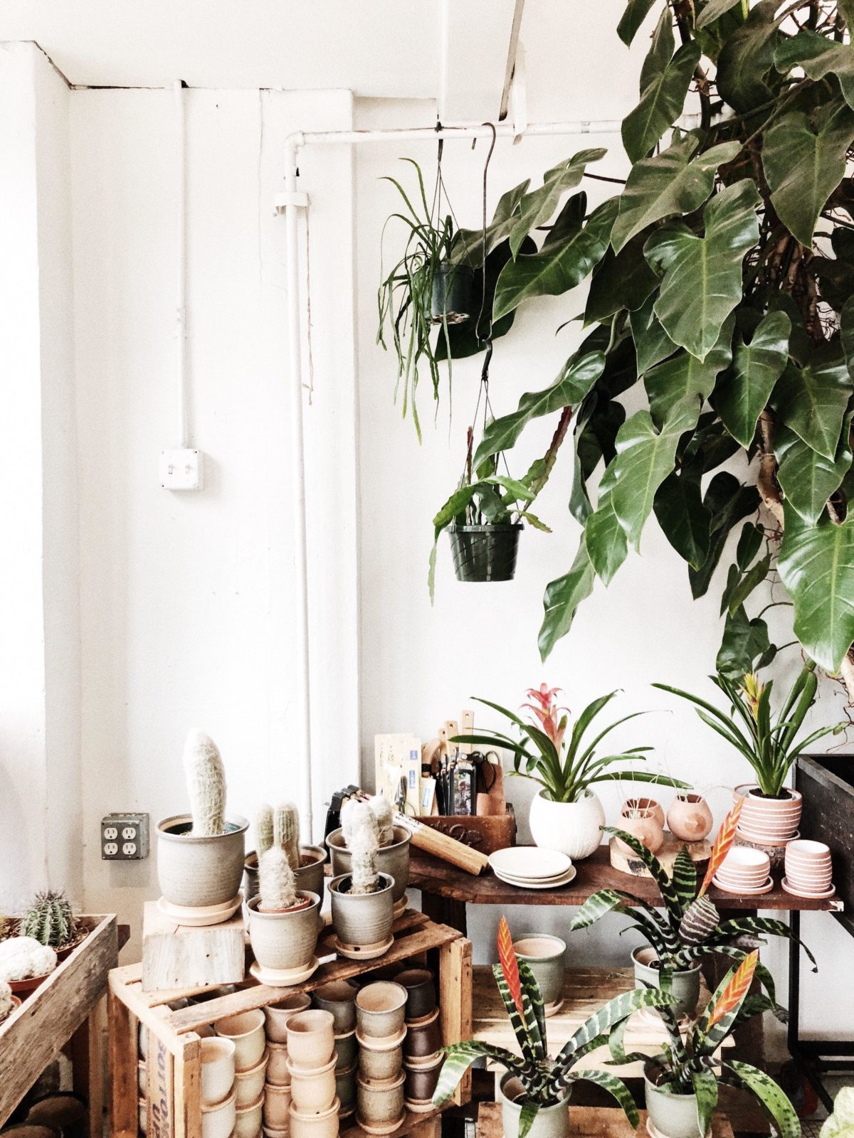 The Most Common Reasons Your Houseplants Are Dying—and How to Save Them | Wit & Delight