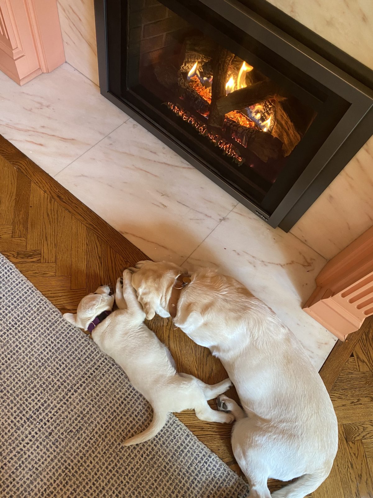 Top down of two dogs sleeping and snuggling in front of a Heat & Glo fireplace
