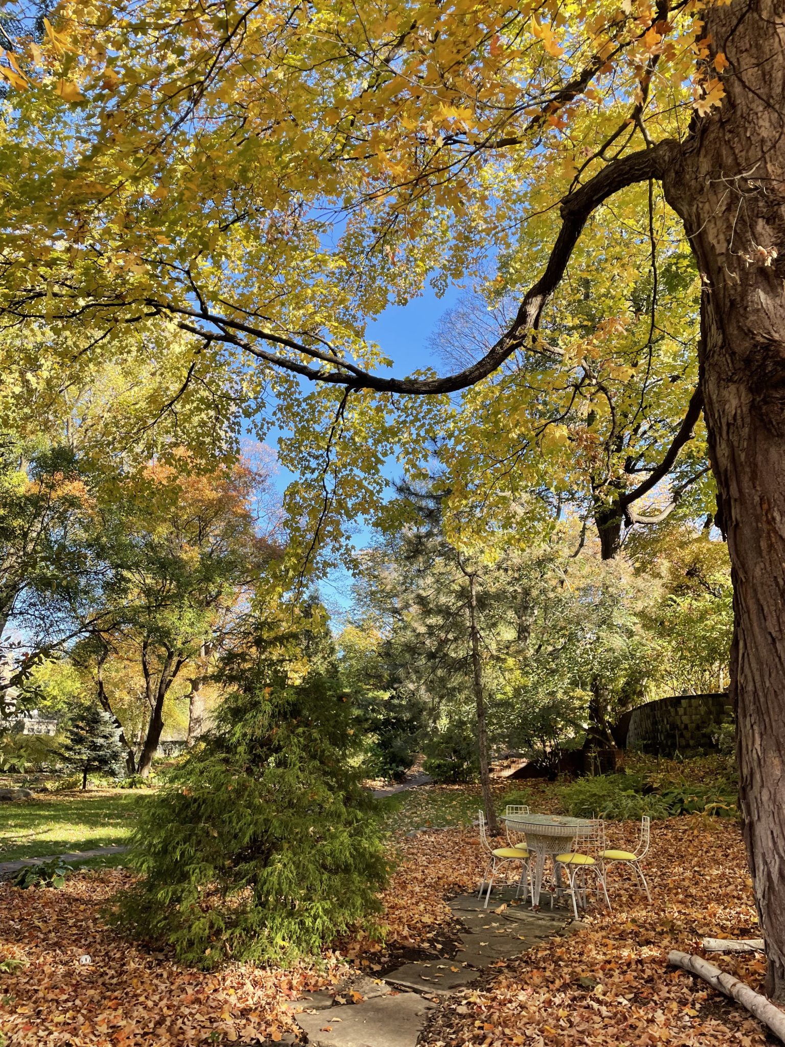A backyard with a table and chairs set in the fallen leaves.