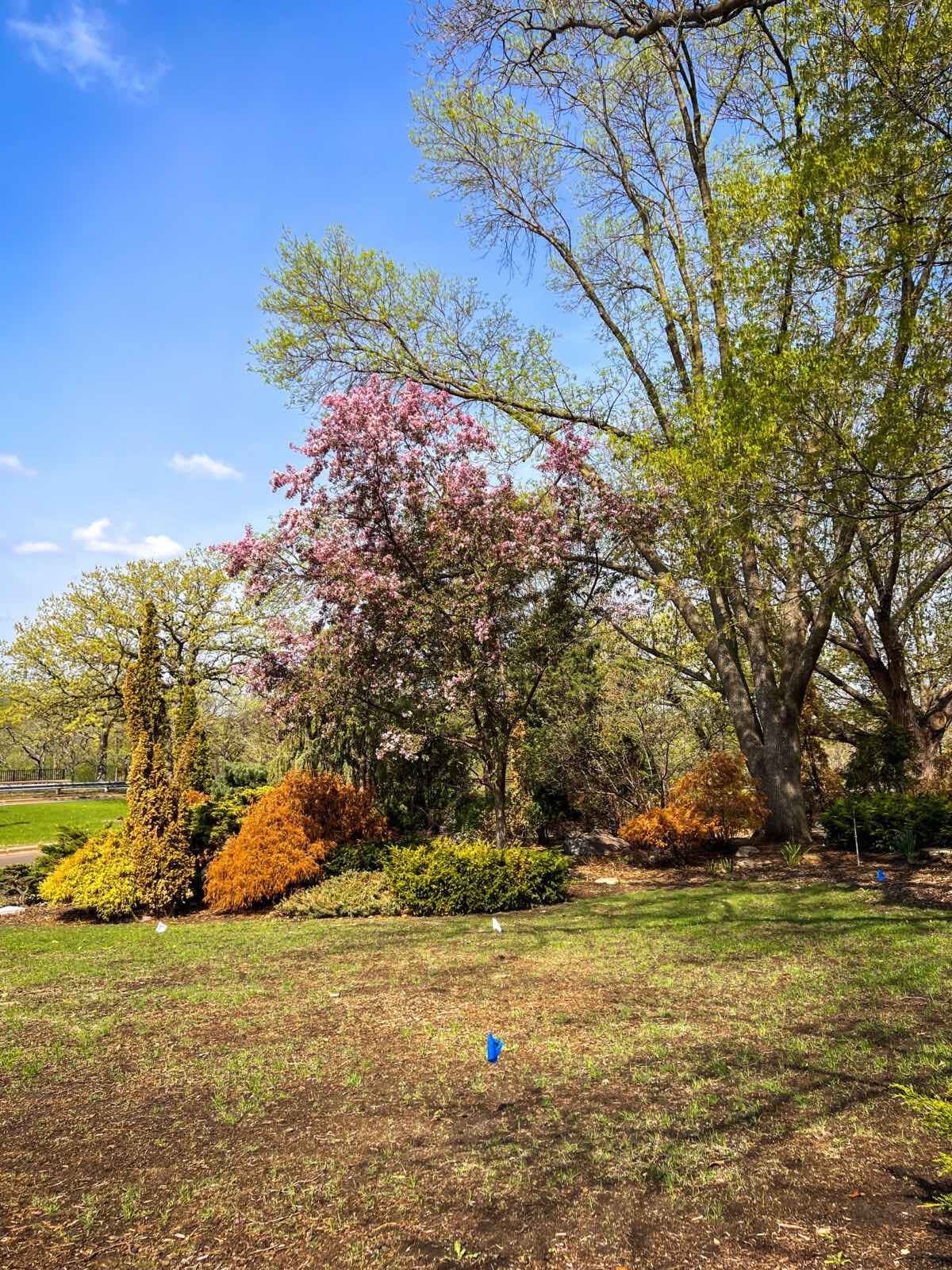 A dying front yard with trees full of bare branches, and dying grass