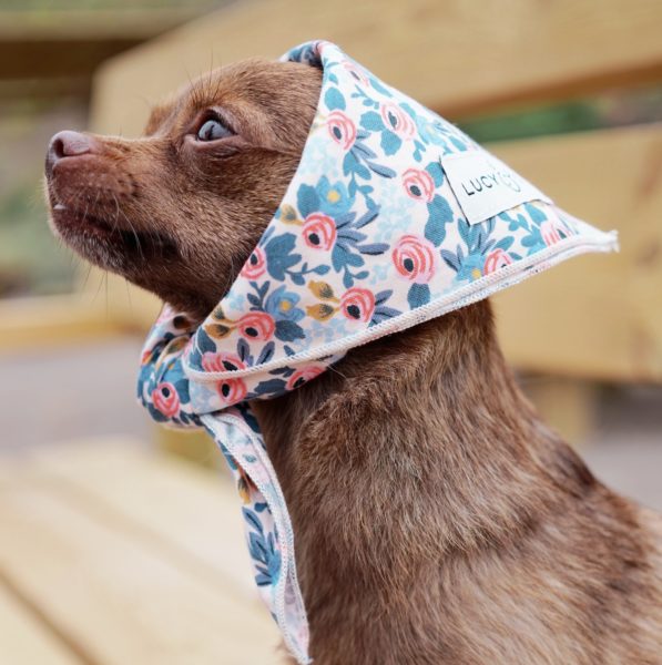 5 Summer Fashion Trends Modeled by Dogs - Wit & Delight